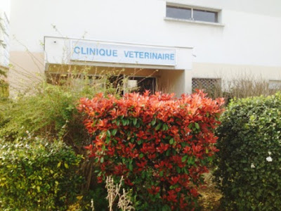 Clinique Vétérinaire de Trion à Lyon