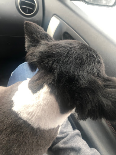 Pet Supply Store «Petco Animal Supplies», reviews and photos, 2373 W Ridge Rd, Greece, NY 14626, USA