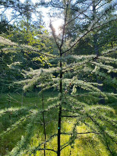 Park «Quaking Bog», reviews and photos, Theodore Wirth Pkwy, Minneapolis, MN 55411, USA
