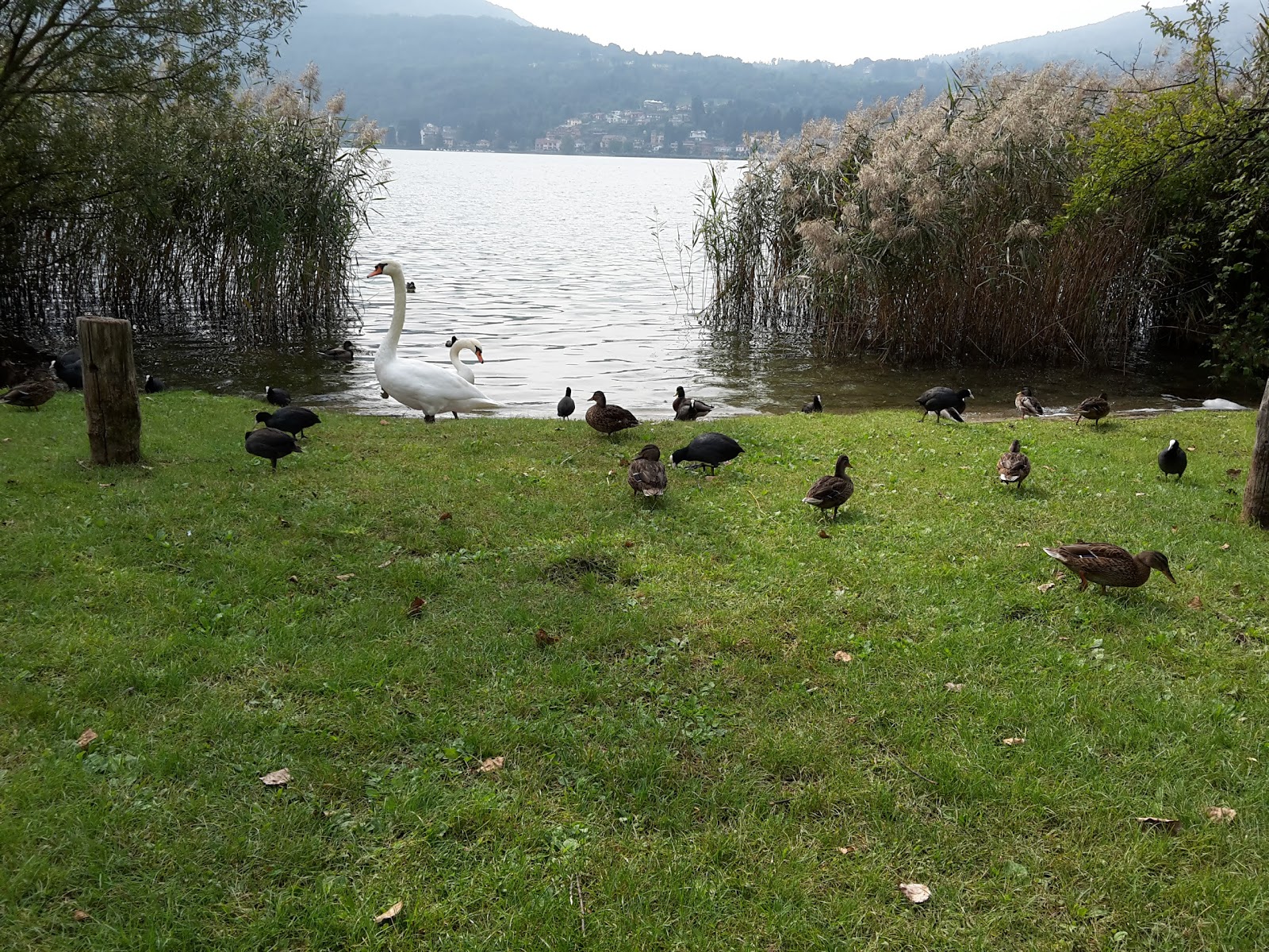 Foto von Strandbad Thun "Strämu" und die siedlung