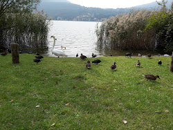 Foto von Strandbad Thun "Strämu" und die siedlung