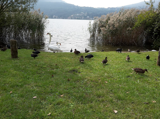 Strandbad Thun "Stramu"