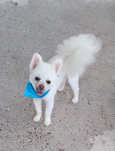 Pet Groomer «Pretty Paws Salon & Spa», reviews and photos, 604 S 77 Sunshine Strip, Harlingen, TX 78550, USA