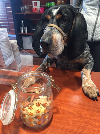 Subaru Dealer «Shingle Springs Subaru», reviews and photos, 4045 Wild Chaparral Dr, Shingle Springs, CA 95682, USA