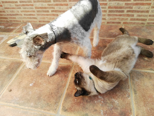 Clínica Veterinaria I.angulo en Quintanar de la Orden