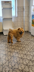 CLINICA VETERINARĂ CLINVET-SERV S.R.L.