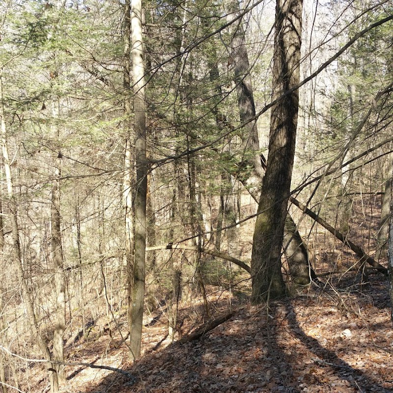 Sheltowee Trace Trailhead (section 24, London District)