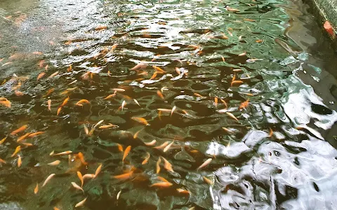 Natures Way Fish Hatchery ( Kerala Govt. Approved) image