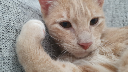 Clínica Veterinaria Espartales en Alcala de Henares