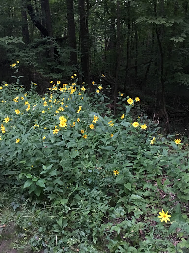 Hiking Area «Hammel Woods - Route 59 Access», reviews and photos, 554 Brook Forest Ave, Shorewood, IL 60404, USA