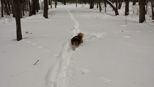Hiking Area «Den Rock Park», reviews and photos, Stirling St, Andover, MA 01810, USA