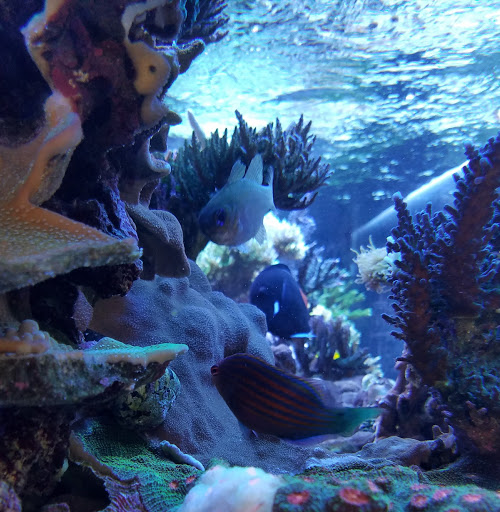 Tropical Fish Store «Pure Reef», reviews and photos, 12900 GA-9, Alpharetta, GA 30004, USA