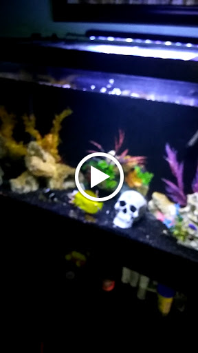 Aquarium «Nemos Aquarium», reviews and photos, 4051 Stone Mountain Hwy, Snellville, GA 30039, USA