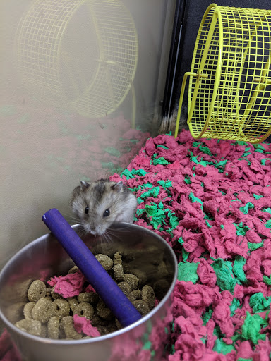 Pet Supply Store «PetSmart», reviews and photos, 2901 Texas Sage Trail, Fort Worth, TX 76177, USA