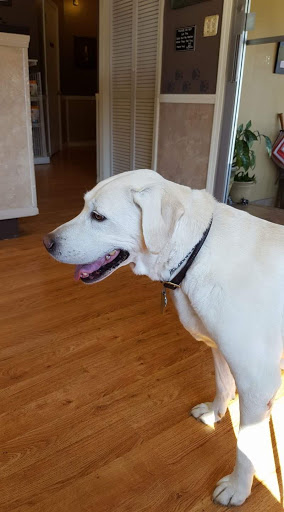 Animal Clinic of Rogers image