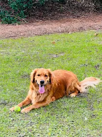 Peaceful Pets of Savannah - Car repair in , Savannah - Rated 5.0/5