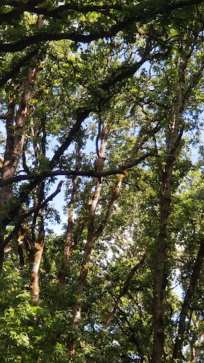 Park «Melilah Park», reviews and photos, SW 182nd Ave, Aloha, OR 97006, USA