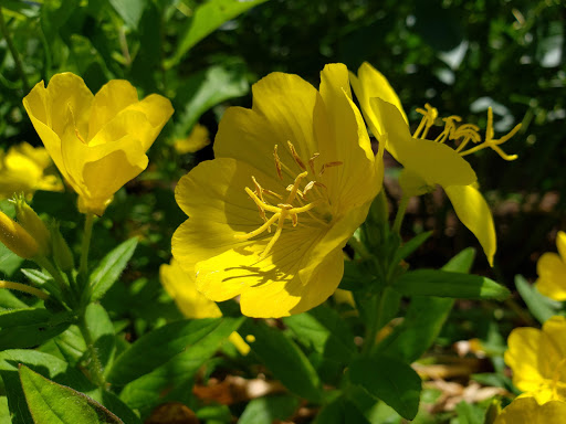 Park «Pardee Rose Gardens», reviews and photos, 180 Park Rd, Hamden, CT 06517, USA