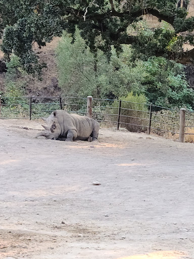 Tourist Attraction «Safari West», reviews and photos, 3115 Porter Creek Rd, Santa Rosa, CA 95404, USA