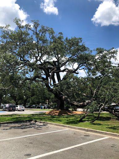 Tourist Attraction «Lighthouse Trolleys», reviews and photos, 559 Magnolia Ave, Saint Simons Island, GA 31522, USA