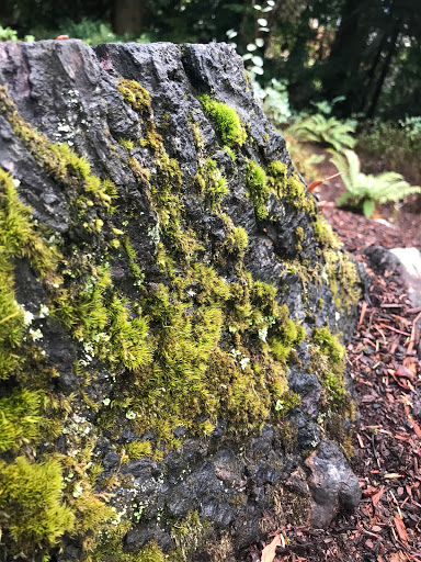 Park «Zumdieck Park», reviews and photos, 1500 108th Ave NE, Bellevue, WA 98004, USA