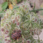 Photo n°3 de l'avis de Angelika.a fait le 13/08/2023 à 20:13 sur le  Kaffeegarten Maustmühle à Teichland