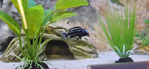 Pet Supply Store «PetSmart», reviews and photos, 350 Walt Whitman Rd, Huntington Station, NY 11746, USA