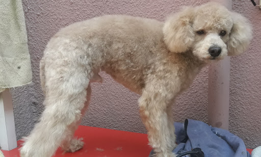 Peluqueria Canina