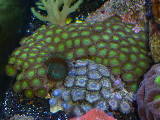 Aquarium Shop «Archer Fish Aquariums», reviews and photos, 514 79th St, Brooklyn, NY 11209, USA