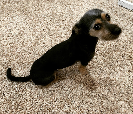 Pet Supply Store «Pets Earth», reviews and photos, 8410 S 73rd Plaza, Papillion, NE 68046, USA