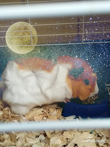 Pet Store «Feeders Supply», reviews and photos, 4921 Dixie Hwy a, Louisville, KY 40216, USA