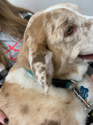 Pet Supply Store «PetSmart», reviews and photos, 200 S Village Center Dr, Southlake, TX 76092, USA