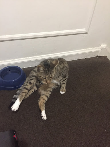 Pet Supply Store «PetSmart», reviews and photos, 4200 Derry St, Harrisburg, PA 17111, USA