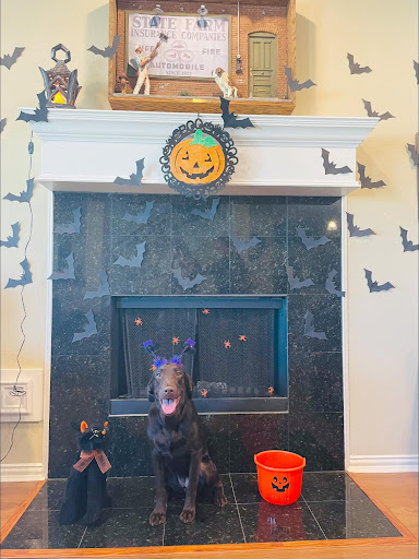 Insurance Agency «State Farm: Matt Springer», reviews and photos