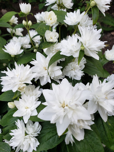 Park «Wilburton Hill Park», reviews and photos, 12400 Main St, Bellevue, WA 98005, USA