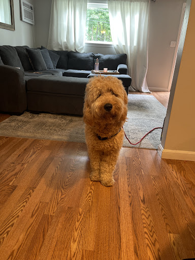 Pet Supply Store «PetSmart», reviews and photos, 250 Grossman Dr, Braintree, MA 02184, USA