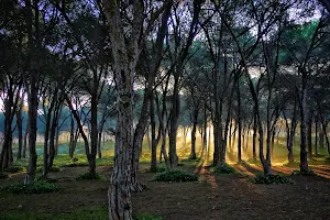 Forêt Ain Houala image