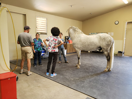 Comstock Equine Hospital