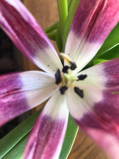 Florist «French Florist», reviews and photos, 8658 W Pico Blvd, Los Angeles, CA 90035, USA