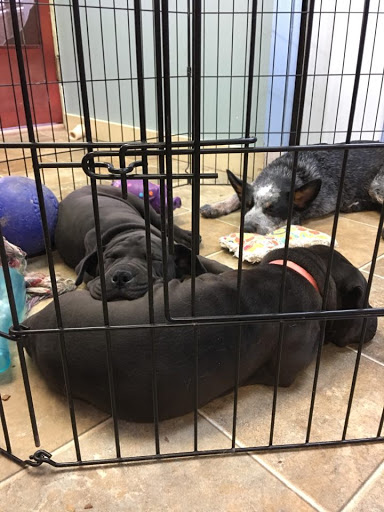 American PineAcre Kennels