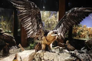 Eskikaraağaç Köyü Yaban Hayatı ve Kuş Müzesi image