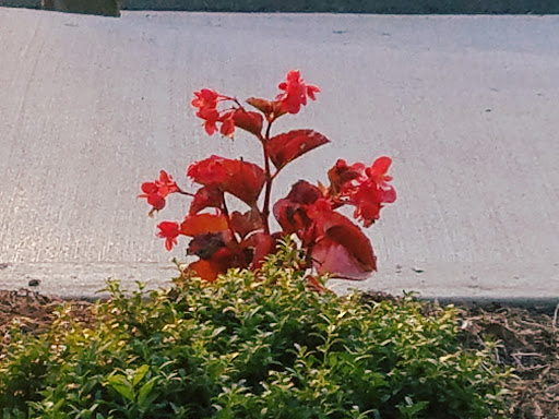 American Restaurant «Cracker Barrel Old Country Store», reviews and photos, 1047 Executive Dr, Elizabethtown, KY 42701, USA