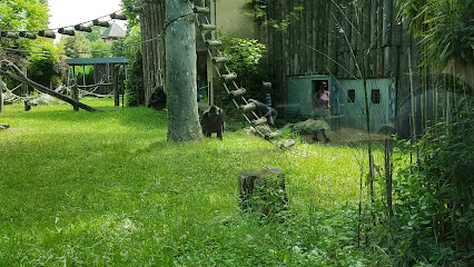Gorilla kifutó / Gorilla enclosure