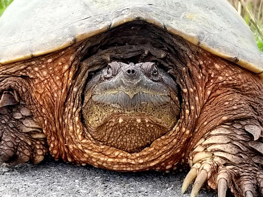 National Reserve «Montezuma National Wildlife Refuge», reviews and photos, 3395 US-20, Seneca Falls, NY 13148, USA