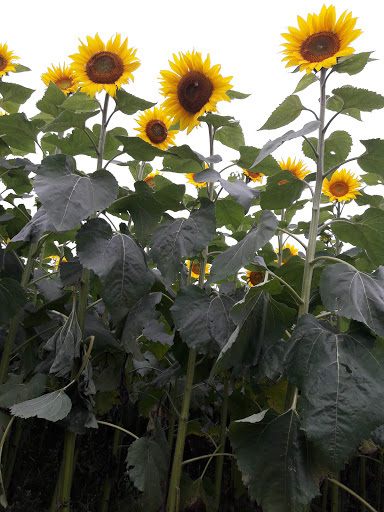 Hardware Store «F N Smith Hardware», reviews and photos, 3803 Norrisville Rd, Jarrettsville, MD 21084, USA