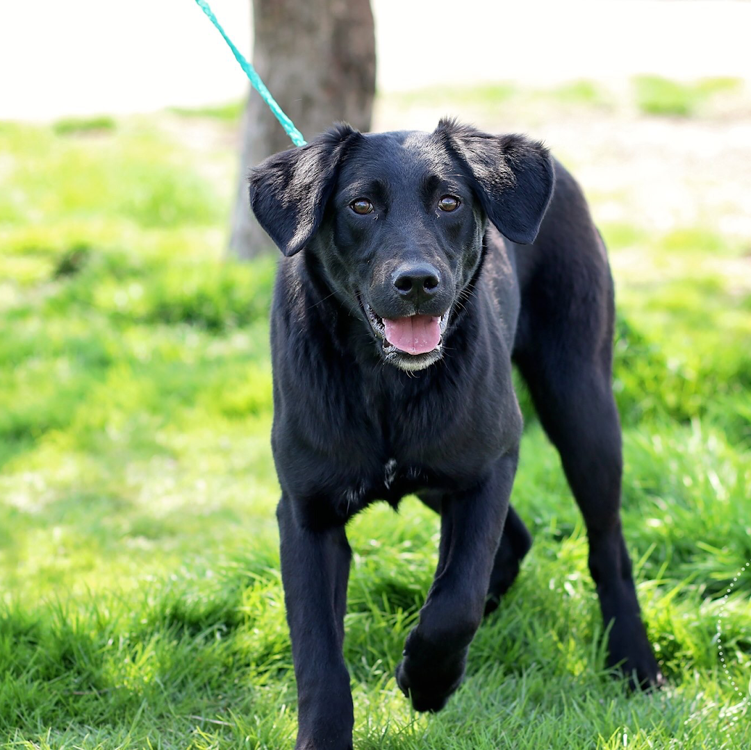 Chillicothe Animal Shelter