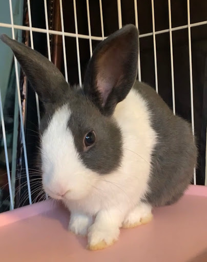 Pet Store «Yuppy Puppy Pet Shop», reviews and photos, 292 Frantz Rd, Stroudsburg, PA 18360, USA