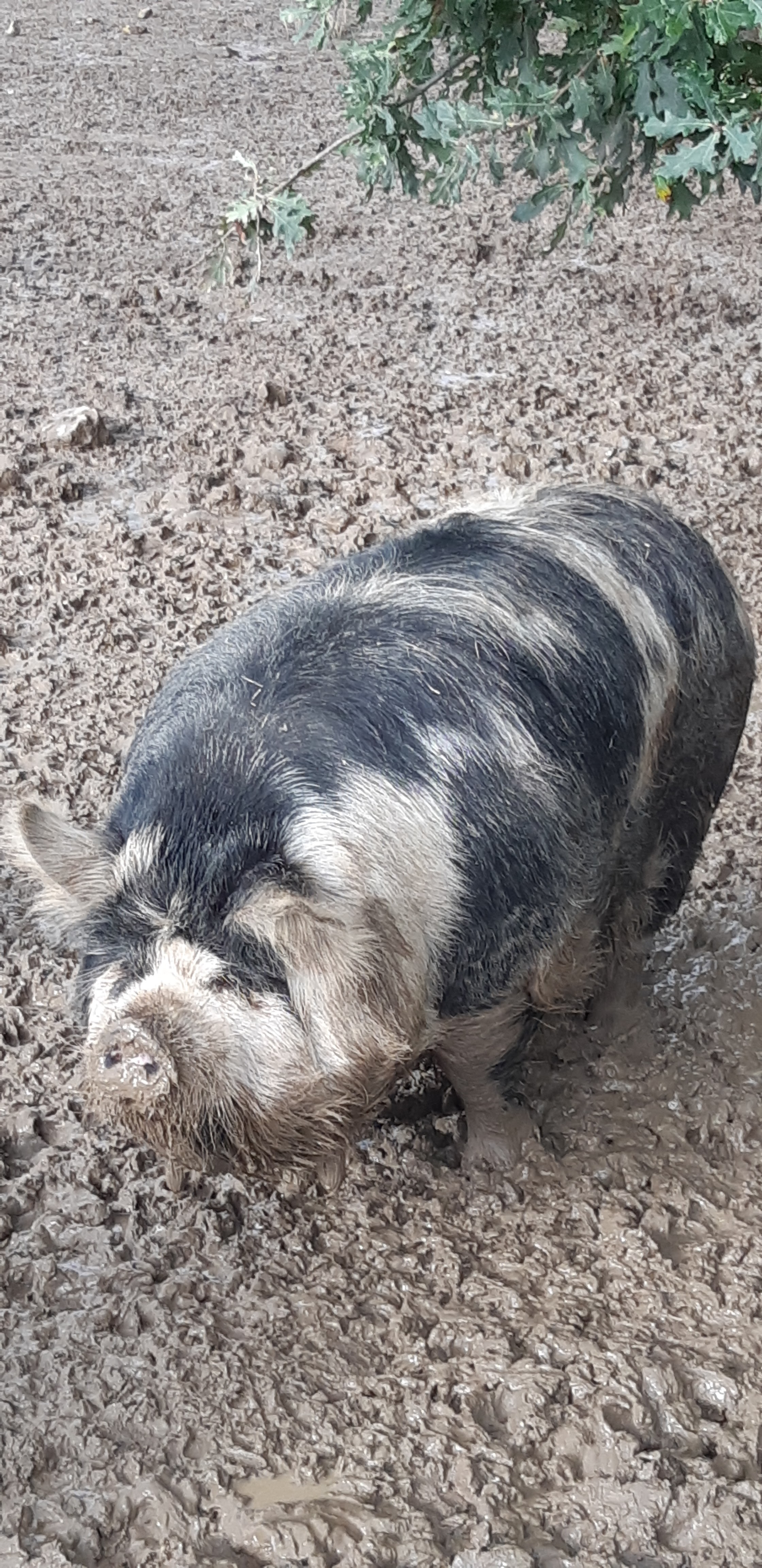 Photo n° 26 de l'avis de Yannick.a fait le 27/10/2019 à 14:17