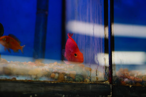 Pet Supply Store «Panhandle Pet Supply», reviews and photos, 3661 N Monroe St, Tallahassee, FL 32303, USA