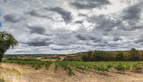 Vue sur le vignoble de Gaillac à Campagnac